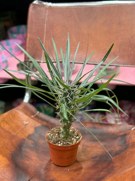 Palma Madagaskaru  (1).jpg