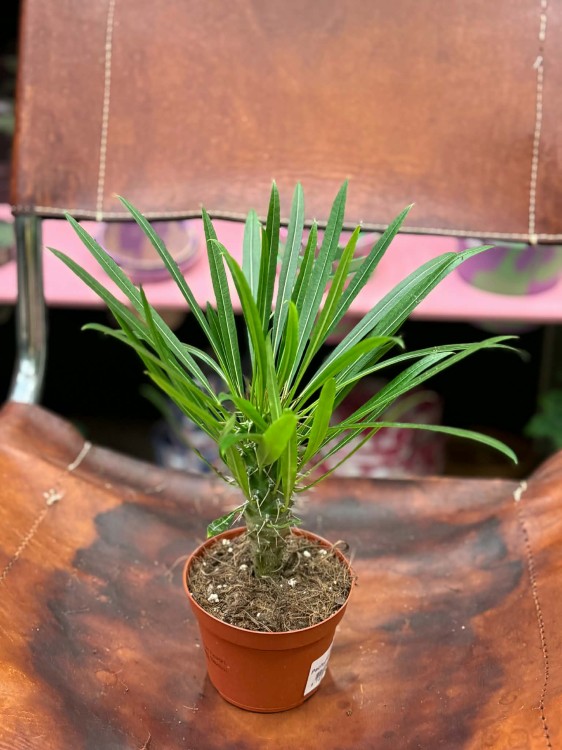 Palma Madagaskaru  Pachypodium lamerei.jpg