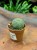 Wilczomlecz obesa  euphorbia obesa  roślina basebal (2).jpg