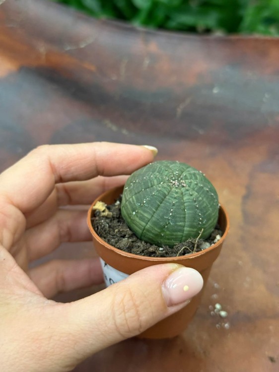 Wilczomlecz obesa  euphorbia obesa  roślina basebal (3).jpg
