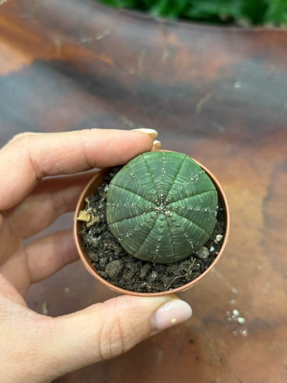Wilczomlecz obesa  euphorbia obesa  roślina basebal (4).jpg