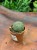 Wilczomlecz obesa  euphorbia obesa  roślina basebal (1).jpg