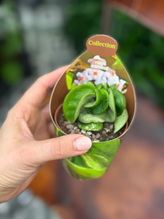 hoya carnosa compacta  hoja DØ6,5cm (3).jpg