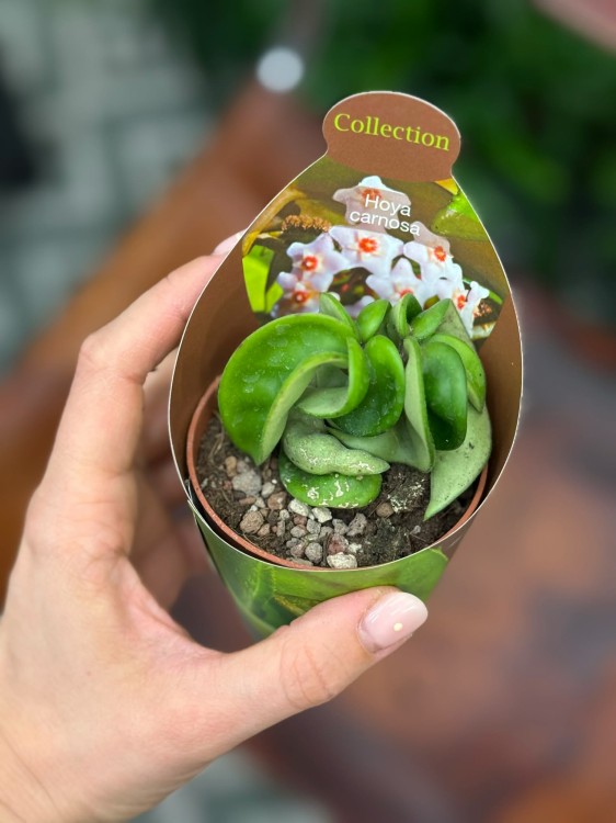 hoya carnosa compacta  hoja DØ6,5cm (1).jpg