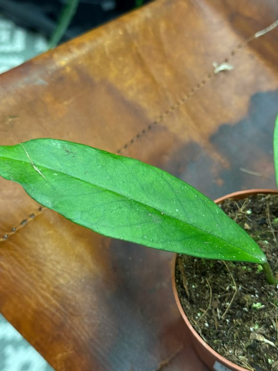 Hoja dasyantha  hoya dasyantha  hoja kolekcjonerska DØ10,5cm  (3).jpg