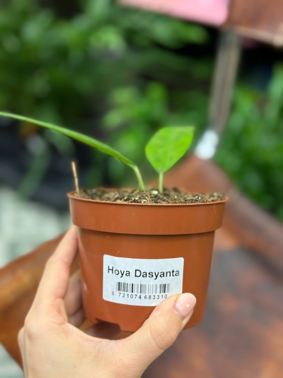 Hoja dasyantha  hoya dasyantha  hoja kolekcjonerska DØ10,5cm  (4).jpg