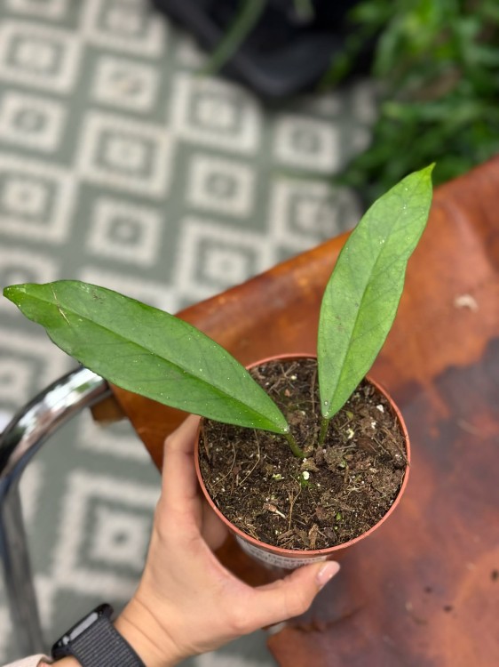Hoja dasyantha  hoya dasyantha  hoja kolekcjonerska DØ10,5cm  (5).jpg