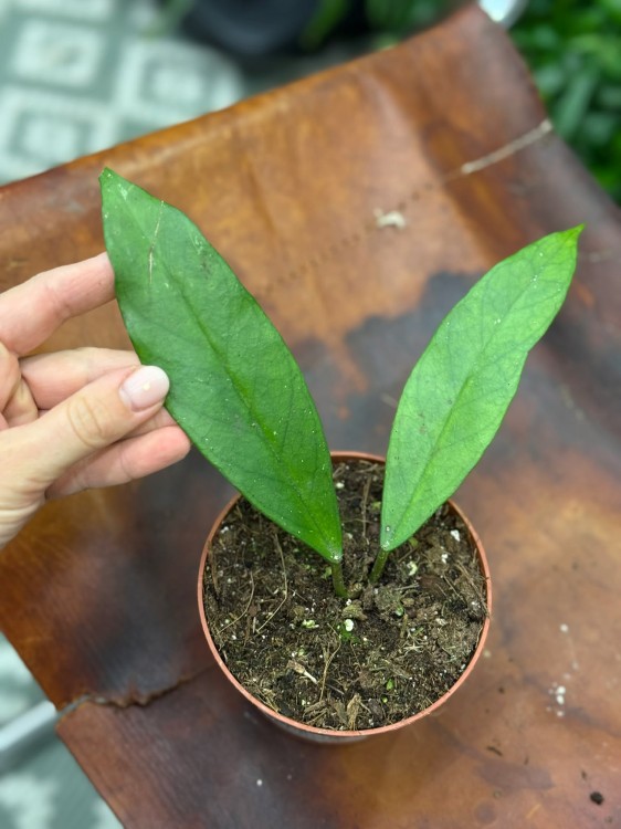 Hoja dasyantha  hoya dasyantha  hoja kolekcjonerska DØ10,5cm  (6).jpg