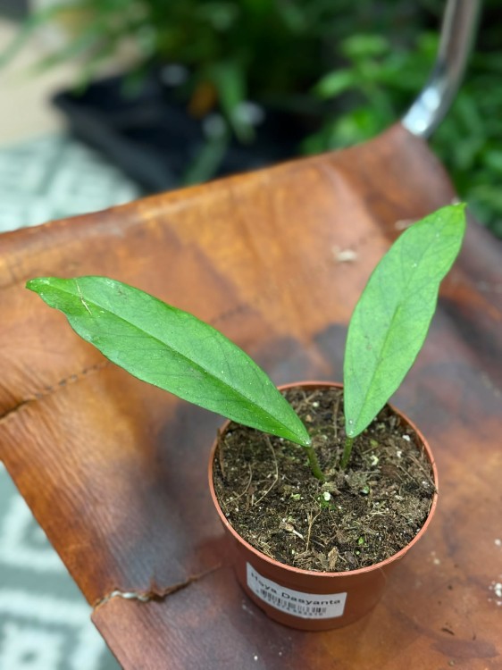 Hoja dasyantha  hoya dasyantha  hoja kolekcjonerska DØ10,5cm  (1).jpg