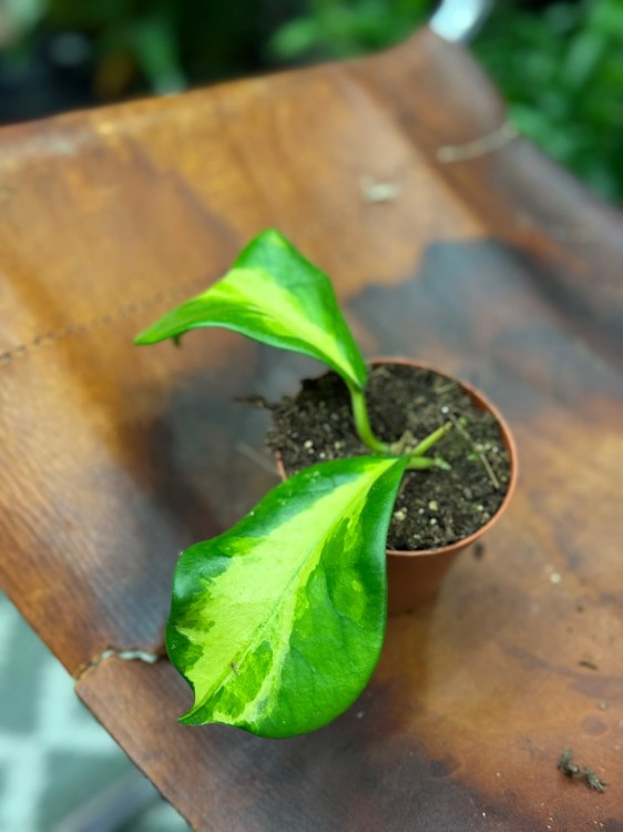 Hoja diversifolia Maharani  hoya variegata  hoja kolekcjonerska DØ8cm   (2).jpg
