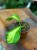 Hoja diversifolia Maharani  hoya variegata  hoja kolekcjonerska DØ8cm   (4).jpg
