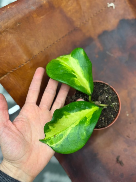 Hoja diversifolia Maharani  hoya variegata  hoja kolekcjonerska DØ8cm   (5).jpg