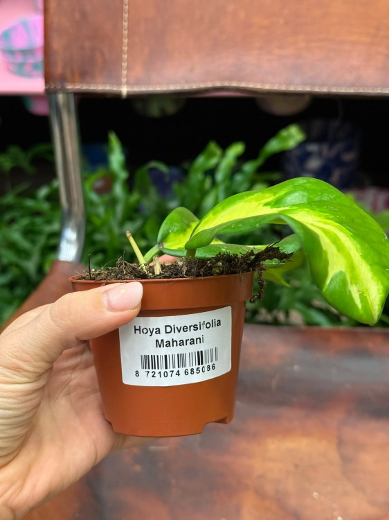 Hoja diversifolia Maharani  hoya variegata  hoja kolekcjonerska DØ8cm   (1).jpg