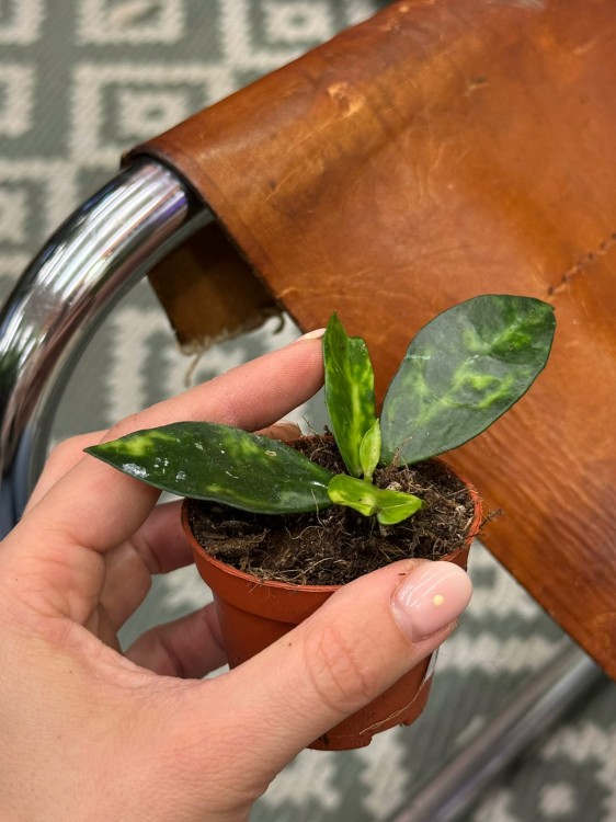 Hoja lacunosa Amarillo  hoya o żółtawych liściach  hoja zwisająca (4).jpg