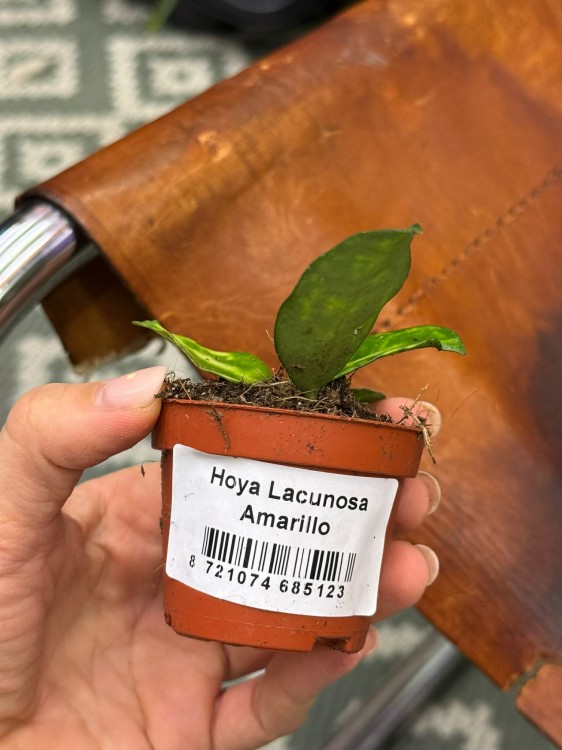 Hoja lacunosa Amarillo  hoya o żółtawych liściach  hoja zwisająca (1).jpg