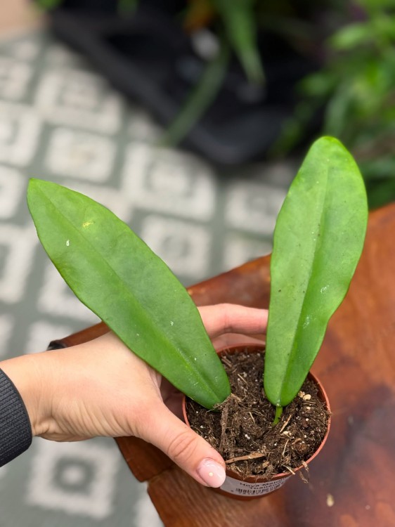 Hoja meliflua Thailand  hoya o dużych liściach  hoja kolekcjonerska (4).jpg