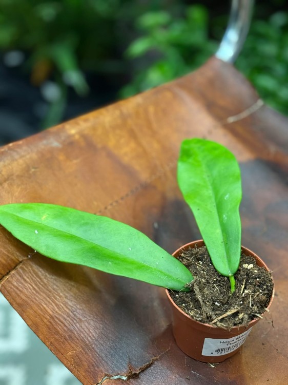 Hoja meliflua Thailand  hoya o dużych liściach  hoja kolekcjonerska (5).jpg