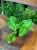 Scindapsus Rubicon  scindapsus ciemny  pnącze kolekcjonerskie (4).jpg