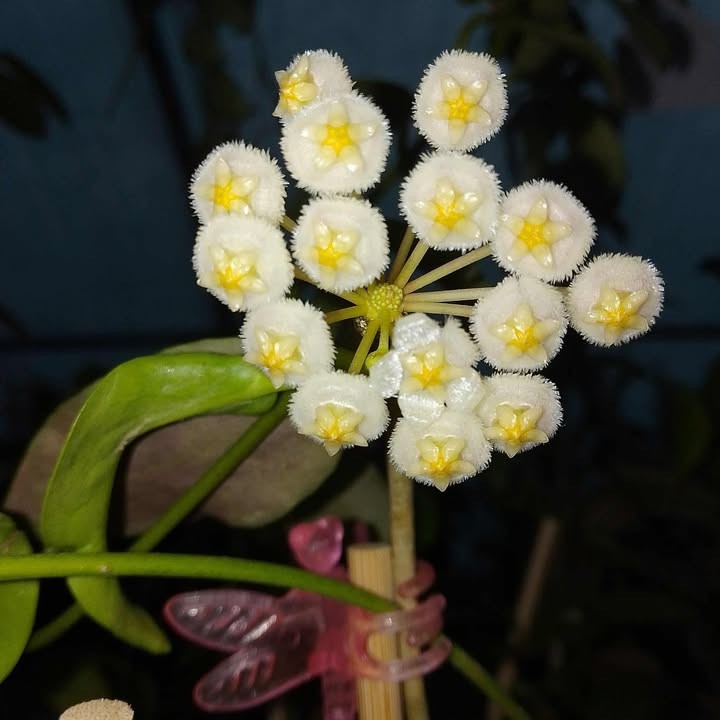 Hoja lacunosa Amarillo.jpg