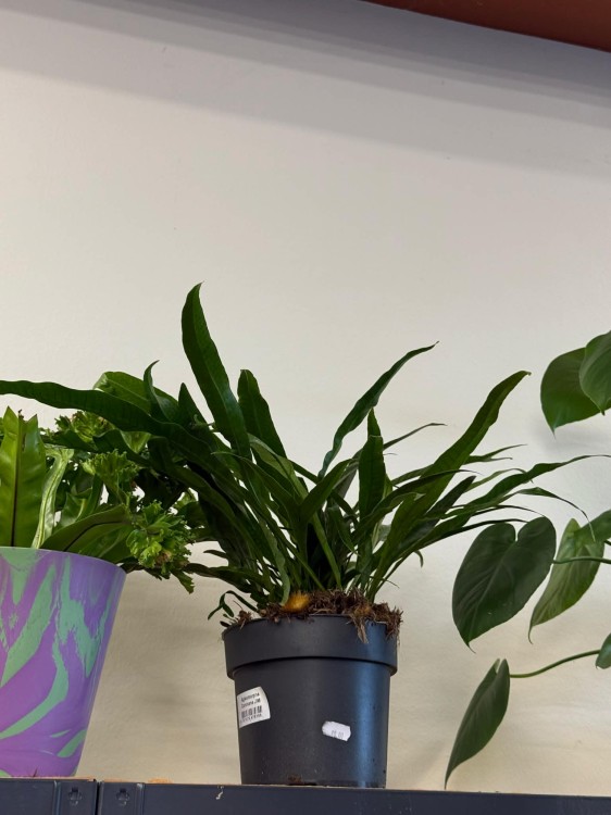 Aglaomorpha Coronans.jpg