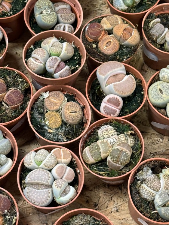 żywe kamienie  Lithops (7).jpg