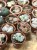 żywe kamienie  Lithops (8).jpg