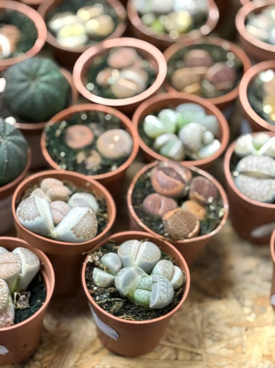 żywe kamienie  Lithops (8).jpg
