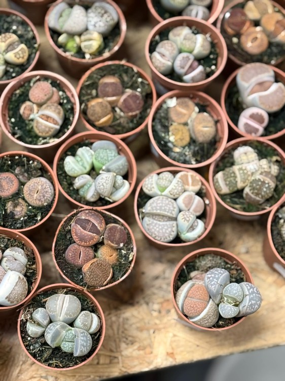 żywe kamienie  Lithops (6).jpg