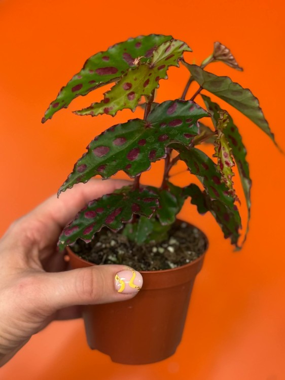 Begonia Pink Dottie (2).jpg