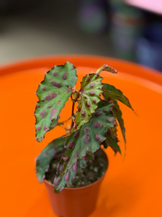 Begonia Pink Dottie (4).jpg