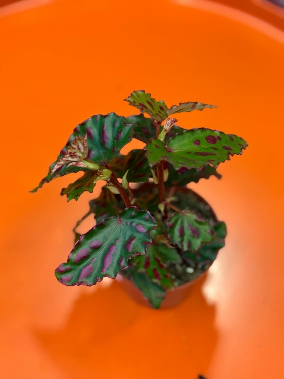 Begonia Pink Dottie (5).jpg