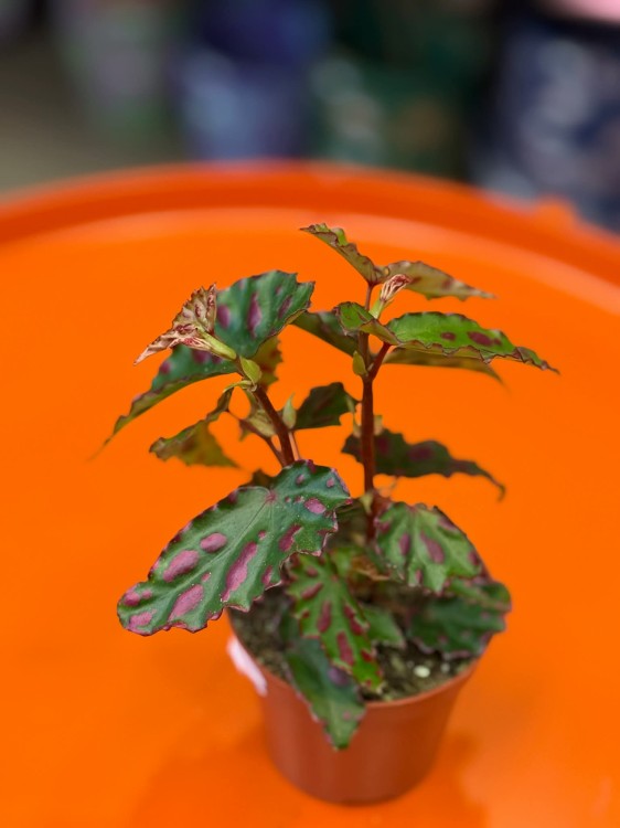 Begonia Pink Dottie (6).jpg