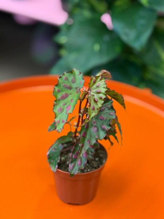Begonia Pink Dottie (1).jpg