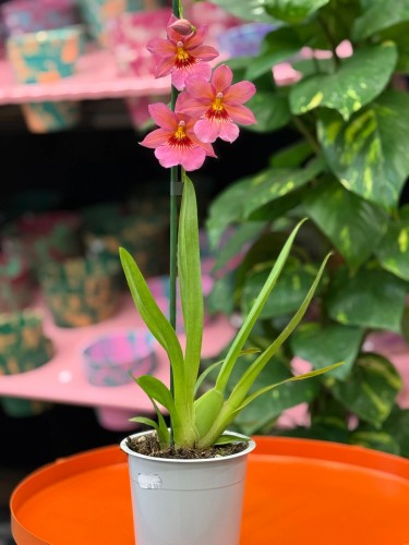 Cambria Nelly (2).jpg