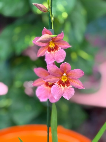 Cambria Nelly (3).jpg