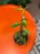 Epipremnum Yellow Mint (2).jpg