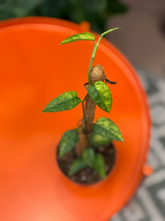 Epipremnum Yellow Mint (2).jpg