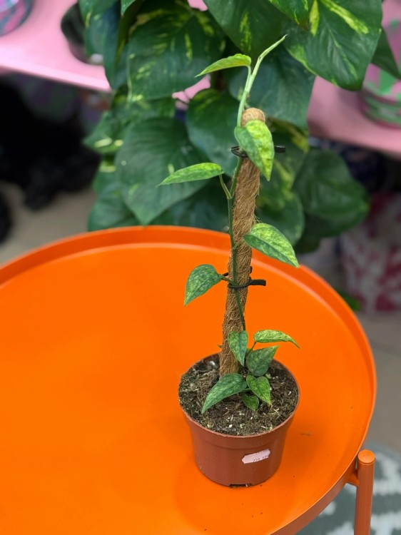 Epipremnum Yellow Mint (3).jpg
