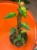 Epipremnum Yellow Mint (4).jpg