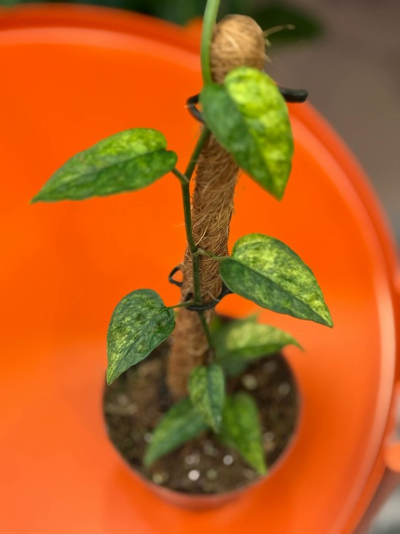 Epipremnum Yellow Mint (4).jpg