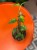 Epipremnum Yellow Mint (5).jpg