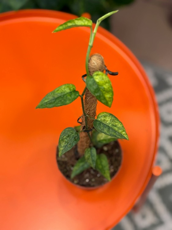 Epipremnum Yellow Mint (5).jpg