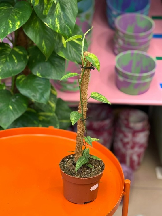 Epipremnum Yellow Mint (6).jpg