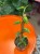 Epipremnum Yellow Mint (1).jpg