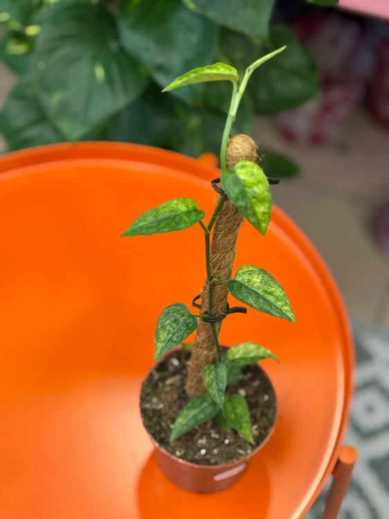 Epipremnum Yellow Mint (1).jpg