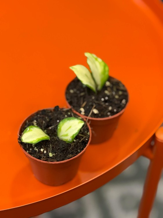 hoja hoya heuschkeliana variegata (2).jpg