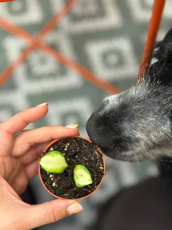 hoja hoya heuschkeliana variegata (3).jpg