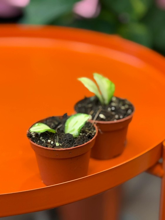 hoja hoya heuschkeliana variegata (4).jpg