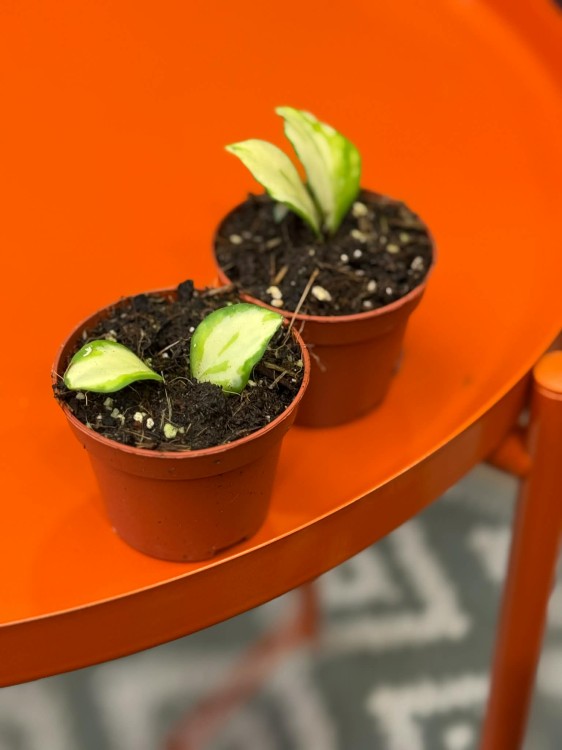 hoja hoya heuschkeliana variegata (5).jpg