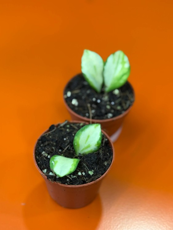 hoja hoya heuschkeliana variegata (1).jpg